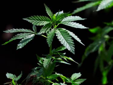 Cannabis Cultivation